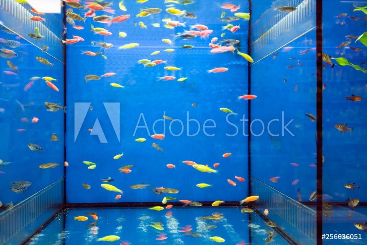 Bild på Tropical fish Aquarium - Penguin tetra and neon